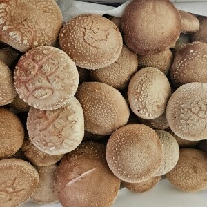 양양고노골표고농장 친환경 쫄깃 생표고버섯1kg 선물용