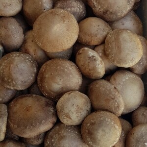 양양고노골표고농장 친환경 쫄깃 생표고버섯1kg 상품